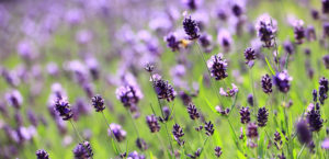 Lavanda El Pedregal